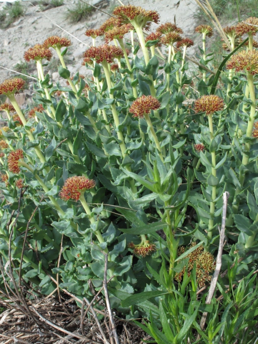 Цветы Памира. Фотогербарий. Часть 2. (Альпинизм, горные растения)