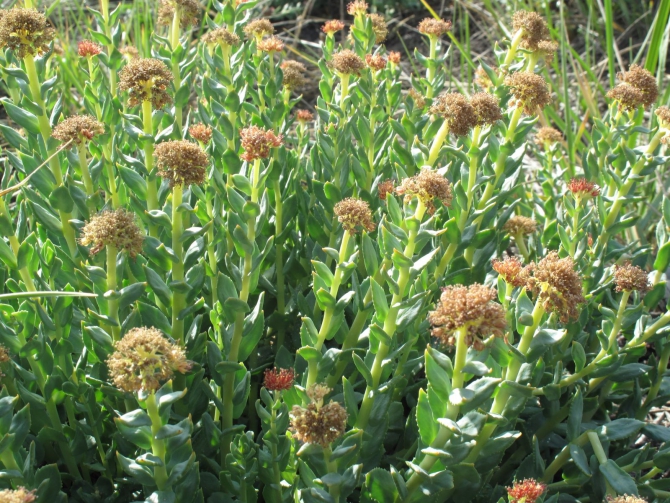 Цветы Памира. Фотогербарий. Часть 2. (Альпинизм, горные растения)