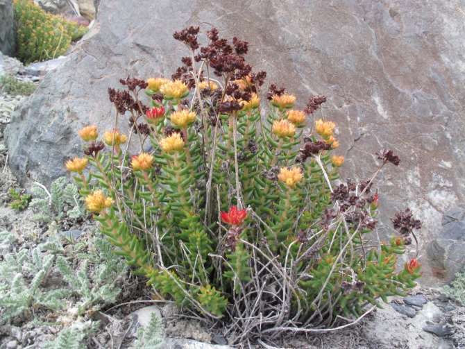 Цветы Памира. Фотогербарий. Часть 2. (Альпинизм, горные растения)