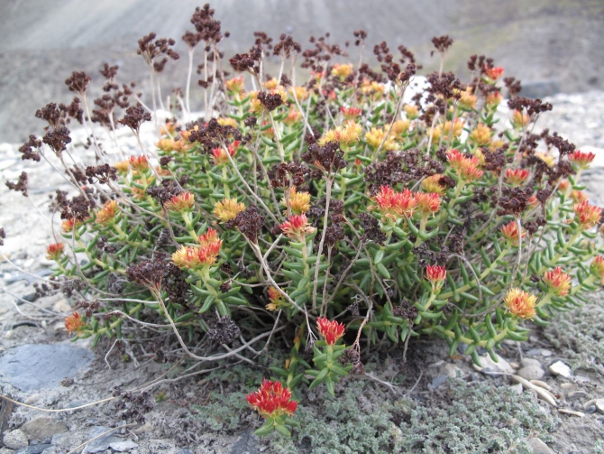 Цветы Памира. Фотогербарий. Часть 2. (Альпинизм, горные растения)