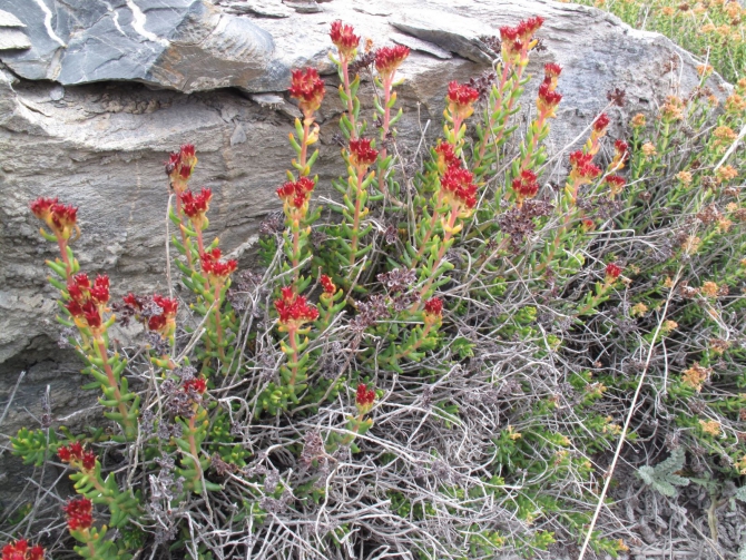 Цветы Памира. Фотогербарий. Часть 2. (Альпинизм, горные растения)
