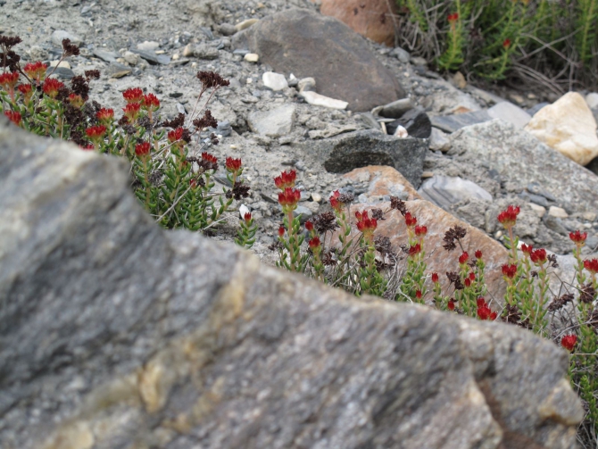 Цветы Памира. Фотогербарий. Часть 2. (Альпинизм, горные растения)