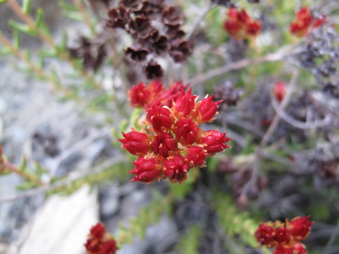 Цветы Памира. Фотогербарий. Часть 2. (Альпинизм, горные растения)
