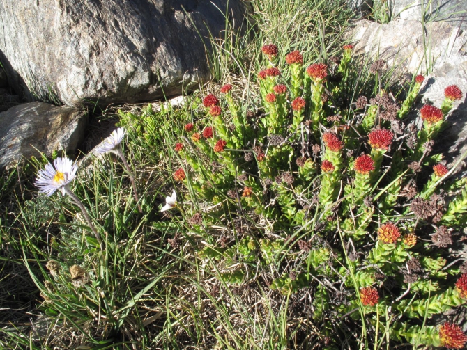 Цветы Памира. Фотогербарий. Часть 2. (Альпинизм, горные растения)