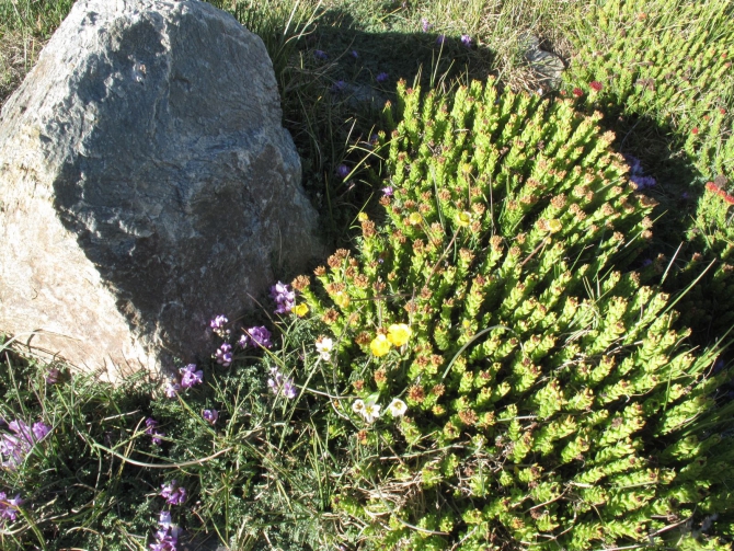 Цветы Памира. Фотогербарий. Часть 2. (Альпинизм, горные растения)