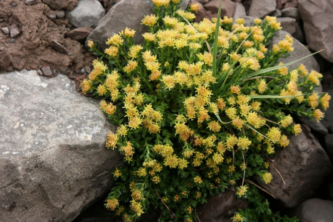 Цветы Памира. Фотогербарий. Часть 2. (Альпинизм, горные растения)