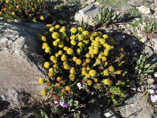 Цветы Памира. Фотогербарий. Часть 2. (Альпинизм, горные растения)