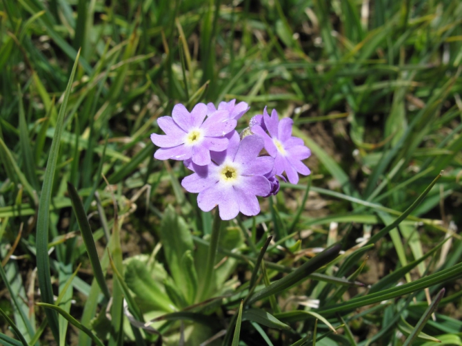 Цветы Памира. Фотогербарий. Часть 2. (Альпинизм, горные растения)