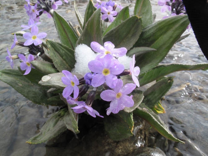 Цветы Памира. Фотогербарий. Часть 2. (Альпинизм, горные растения)