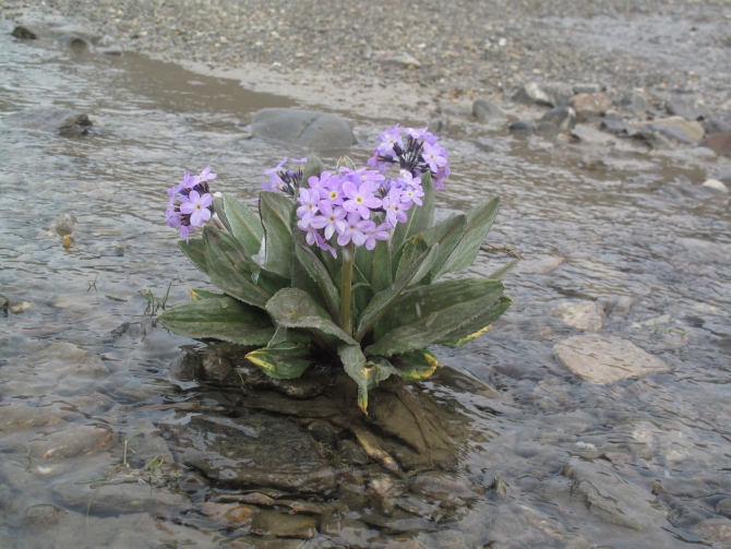 Цветы Памира. Фотогербарий. Часть 2. (Альпинизм, горные растения)