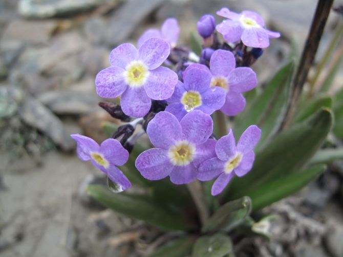 Цветы Памира. Фотогербарий. Часть 2. (Альпинизм, горные растения)