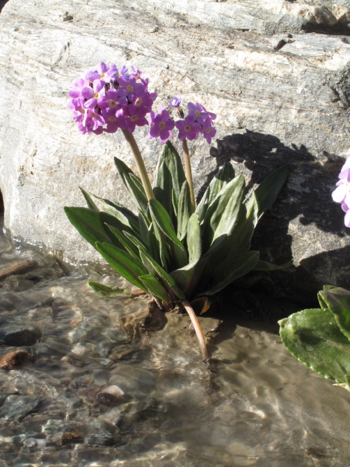 Цветы Памира. Фотогербарий. Часть 2. (Альпинизм, горные растения)