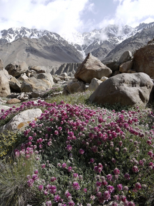 Цветы Памира. Фотогербарий. Часть 2. (Альпинизм, горные растения)