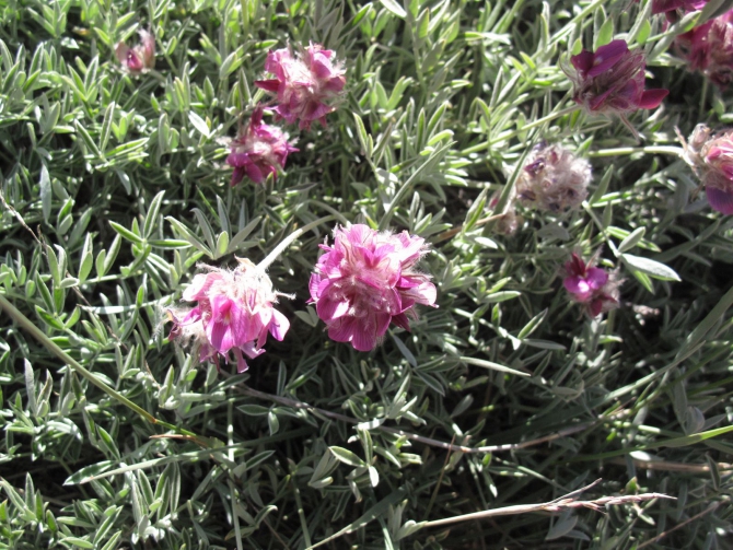 Цветы Памира. Фотогербарий. Часть 2. (Альпинизм, горные растения)