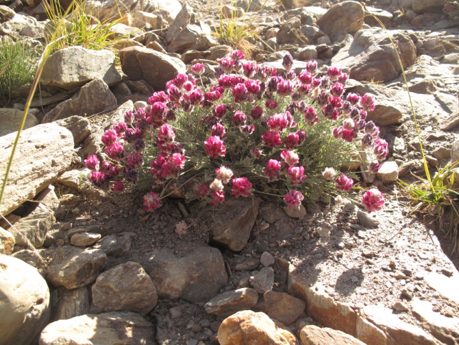 Цветы Памира. Фотогербарий. Часть 2. (Альпинизм, горные растения)