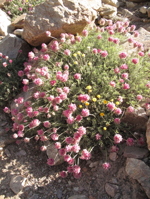 Цветы Памира. Фотогербарий. Часть 2. (Альпинизм, горные растения)