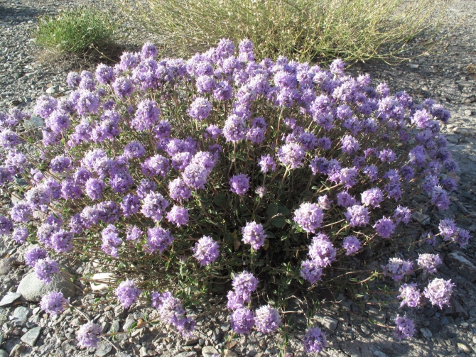 Цветы Памира. Фотогербарий. Часть 2. (Альпинизм, горные растения)