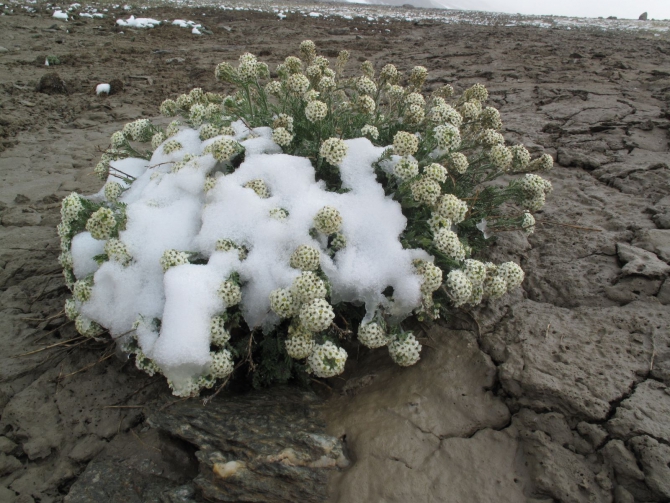 Цветы Памира. Фотогербарий. Часть 2. (Альпинизм, горные растения)