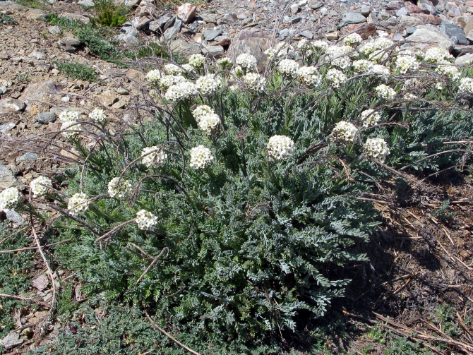 Цветы Памира. Фотогербарий. Часть 2. (Альпинизм, горные растения)