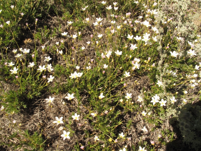 Цветы Памира. Фотогербарий. Часть 2. (Альпинизм, горные растения)