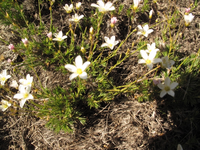 Цветы Памира. Фотогербарий. Часть 2. (Альпинизм, горные растения)