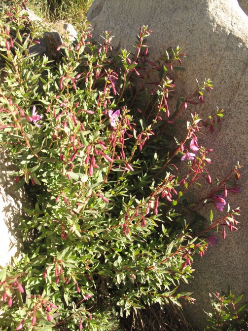 Цветы Памира. Фотогербарий. Часть 2. (Альпинизм, горные растения)