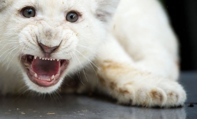 Х Турнир "Снежный Лев" - Положение! (Альпинизм, соревнования, турклуб, альпклуб, футбол на снегу, мгту им баумана)