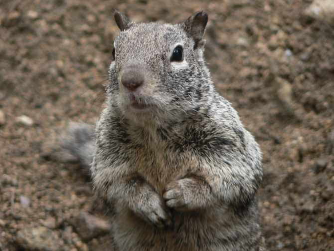 Йосемиты (Yosemite). Особенности. Назойливые советы. (Альпинизм, el capitan, эль капитан, big wall)