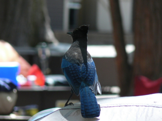 Йосемиты (Yosemite). Особенности. Назойливые советы. (Альпинизм, el capitan, эль капитан, big wall)