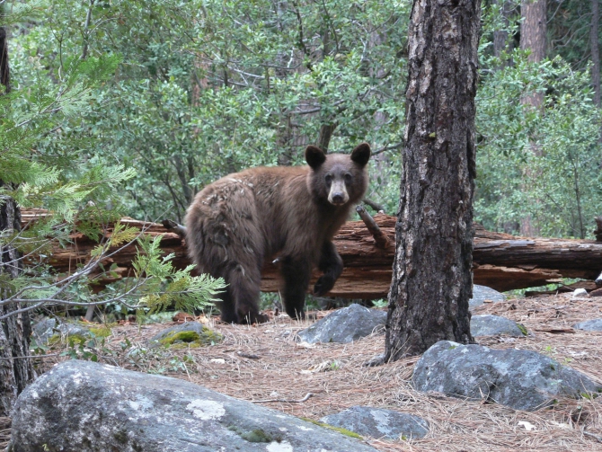 Йосемиты (Yosemite). Особенности. Назойливые советы. (Альпинизм, el capitan, эль капитан, big wall)