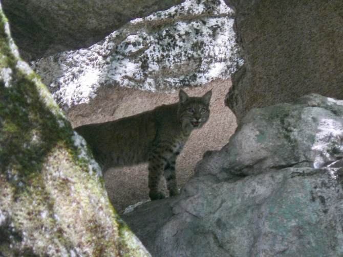 Йосемиты (Yosemite). Особенности. Назойливые советы. (Альпинизм, el capitan, эль капитан, big wall)