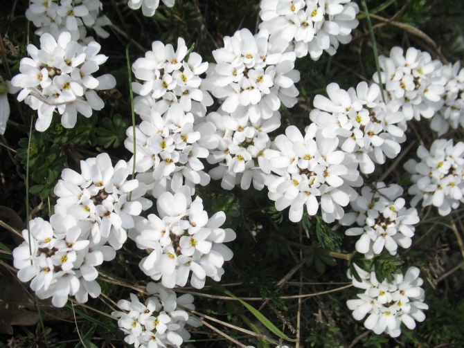 Ехать ли сейчас в Форос на скалы? (Альпинизм, крым, уарч-кая, . чёртова лестница. весна. цветы. скалы.)