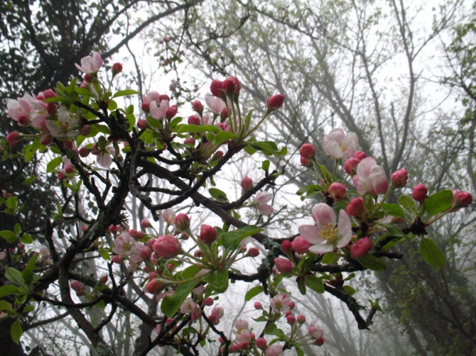 Ехать ли сейчас в Форос на скалы? (Альпинизм, крым, уарч-кая, . чёртова лестница. весна. цветы. скалы.)