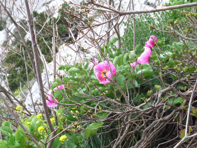 Ехать ли сейчас в Форос на скалы? (Альпинизм, крым, уарч-кая, . чёртова лестница. весна. цветы. скалы.)