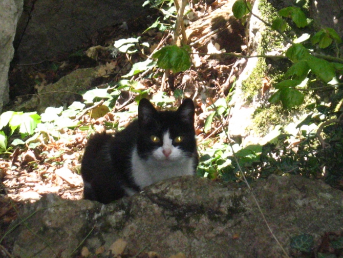 Ехать ли сейчас в Форос на скалы? (Альпинизм, крым, уарч-кая, . чёртова лестница. весна. цветы. скалы.)