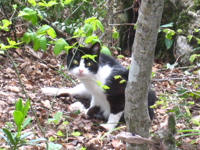 Ехать ли сейчас в Форос на скалы? (Альпинизм, крым, уарч-кая, . чёртова лестница. весна. цветы. скалы.)