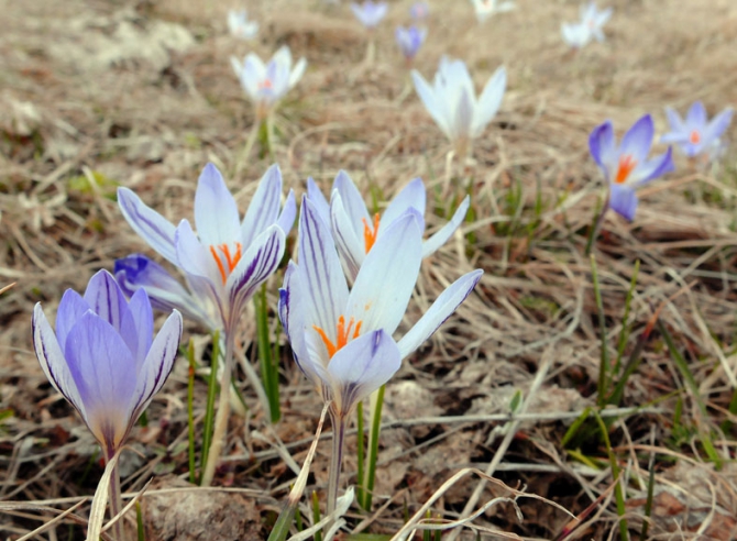 Как на Лагонаки девушки пипсами мерялись (Бэккантри/Фрирайд, бэккантри, оштен)