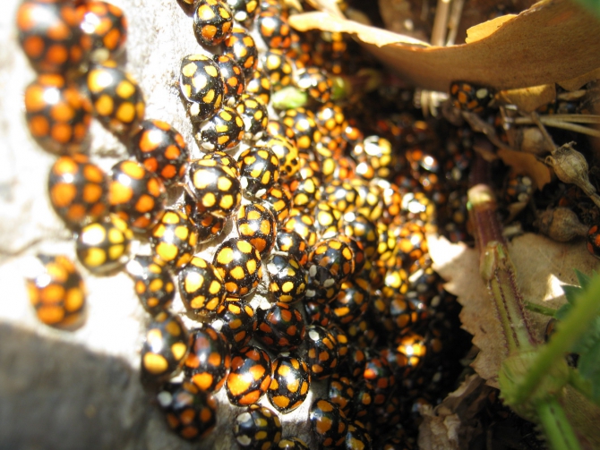 Турочак новый скалолазный, альпинисткий район на Алтае. (Альпинизм, arctexyx, терехин василий, иконостас, новые маршруты, krukonogi.com, скалолазание, альпинизм)