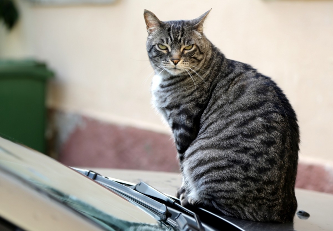 Аркобэлла - 14. Скальная тусовка