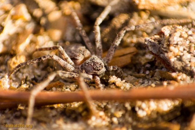 Ледяной Байкал. Фотоотчет с перехода по Байкалу (Путешествия, 360, 3d panorama, 3d панорама, панорама, виртуальный тур, panorama, baikal360, virtual tour, baikal, байкал360)