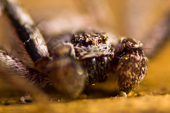 Ледяной Байкал. Фотоотчет с перехода по Байкалу (Путешествия, 360, 3d panorama, 3d панорама, панорама, виртуальный тур, panorama, baikal360, virtual tour, baikal, байкал360)