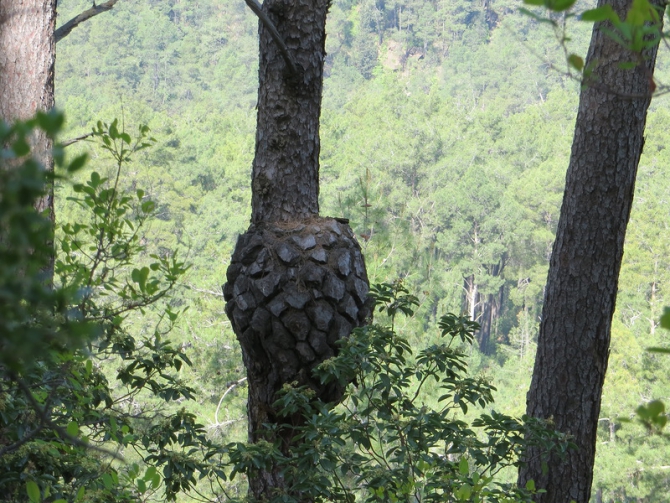Турция. Ликийская тропа. Апрель 2014. (Путешествия)