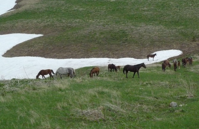 Сказ о том, как мы мочили новичков в районе Фишта на майские праздники. (Горный туризм, новый афон, мамдзышха, марьино, псезуапсе, перевал грачевский, перевал майкопский, пшехо-су, плато лаганаки, гуамка)