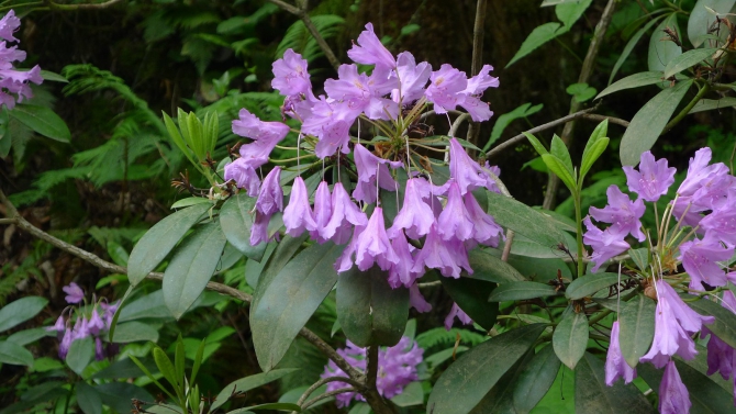 Сказ о том, как мы мочили новичков в районе Фишта на майские праздники. (Горный туризм, новый афон, мамдзышха, марьино, псезуапсе, перевал грачевский, перевал майкопский, пшехо-су, плато лаганаки, гуамка)