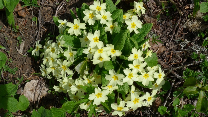 Сказ о том, как мы мочили новичков в районе Фишта на майские праздники. (Горный туризм, новый афон, мамдзышха, марьино, псезуапсе, перевал грачевский, перевал майкопский, пшехо-су, плато лаганаки, гуамка)