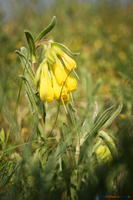 Очередные ветеранские состязания в Бахчисарае (Скалолазание)
