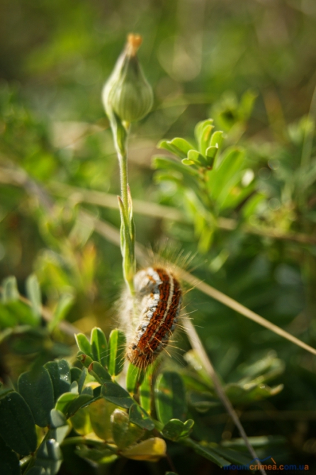 Очередные ветеранские состязания в Бахчисарае (Скалолазание)