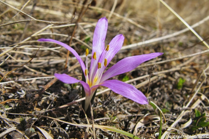 Прогулки в Грузии у Казбека на майские'2014. Фоторассказ (Горный туризм, горы, кавказ, грузия, приказбечье, фотография, тбилиси, кахетия)