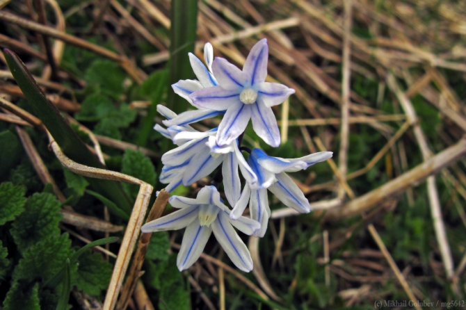 Прогулки в Грузии у Казбека на майские'2014. Фоторассказ (Горный туризм, горы, кавказ, грузия, приказбечье, фотография, тбилиси, кахетия)