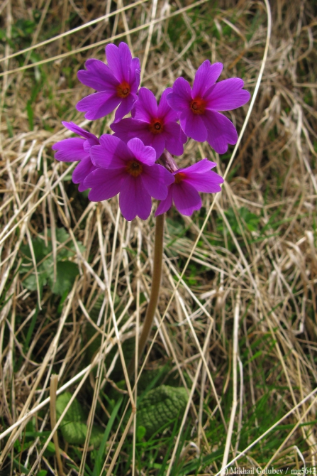 Прогулки в Грузии у Казбека на майские'2014. Фоторассказ (Горный туризм, горы, кавказ, грузия, приказбечье, фотография, тбилиси, кахетия)
